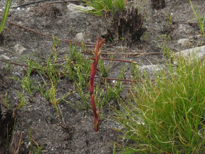 Disa ophrydea, photographed by Jeremy Gilmore