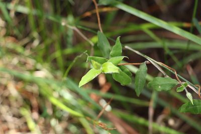 Billardiera scandens, photographed by Greg Tasney