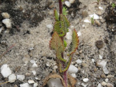 Senecio subcanescens, photographed by Jeremy Gilmore