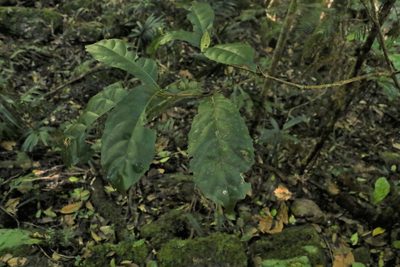 Sloanea australis, photographed by Greg Tasney
