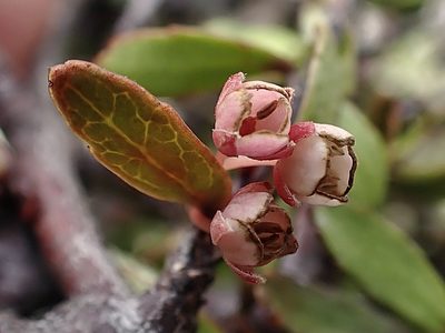 Aristotelia fruticosa, photographed by Duncan Cunningham