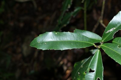 Wilkiea austroqueenslandica, photographed by Greg Tasney