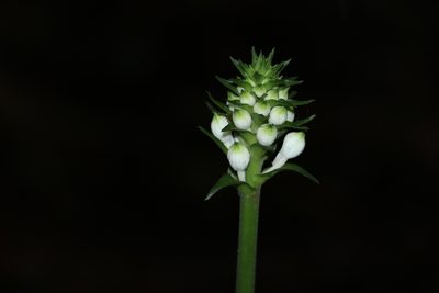 Calanthe triplicata, photographed by Greg Tasney