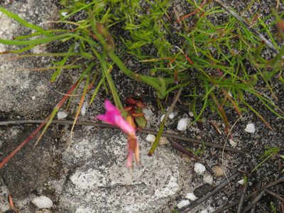 Disa inflexa, photographed by Jeremy Gilmore
