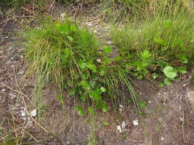 Centella callioda, photographed by Jeremy Gilmore