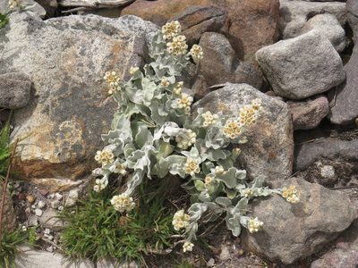 Helichrysum diffusum, photographed by Jeremy Gilmore