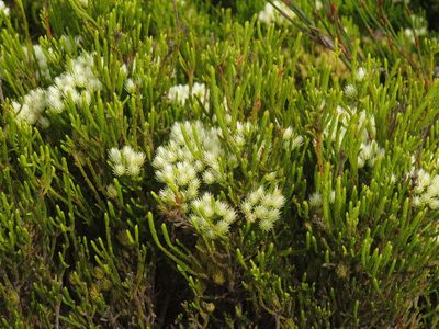Brunia paleacea, photographed by Jeremy Gilmore