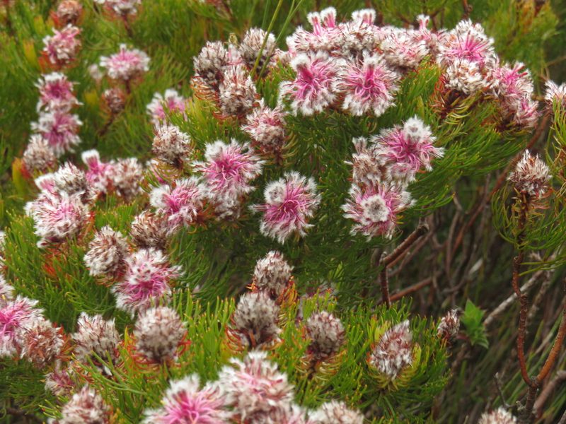 Serruria phylicoides, photographed by Jeremy Gilmore