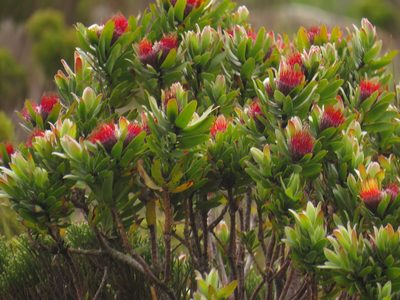 Leucospermum oleifolium, photographed by Jeremy Gilmore