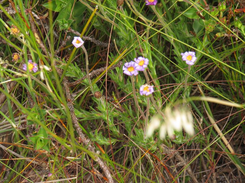 Zyrphelis lasiocarpa, photographed by Jeremy Gilmore