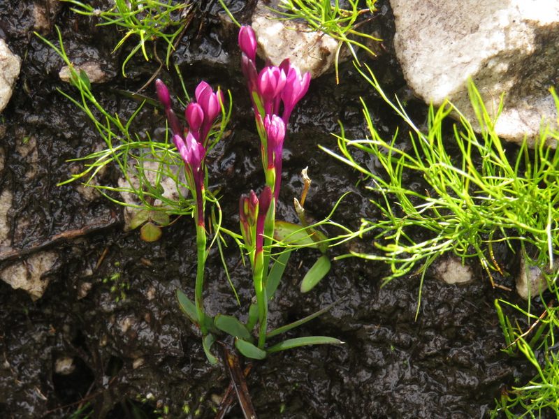 Thereianthus minutus, photographed by Jeremy Gilmore