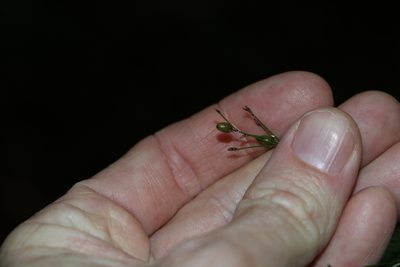 Exocarya scleroides, photographed by Greg Tasney