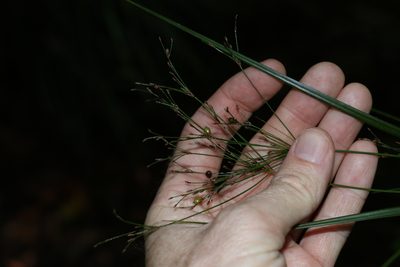 Exocarya scleroides, photographed by Greg Tasney