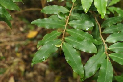 Ardisia bakeri, photographed by Greg Tasney