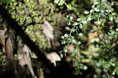 Citrus australasica, photographed by Greg Tasney