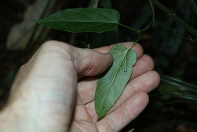 Leichhardtia longiloba, photographed by Greg Tasney