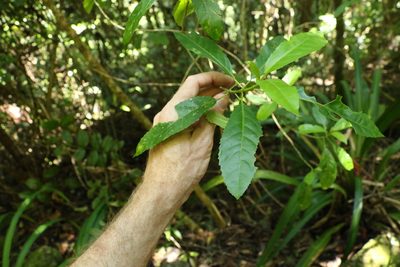 Claoxylon australe, photographed by Greg Tasney