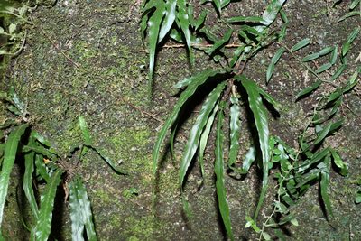 Asplenium attenuatum, photographed by Greg Tasney