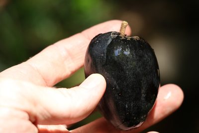 Planchonella australis, photographed by Greg Tasney