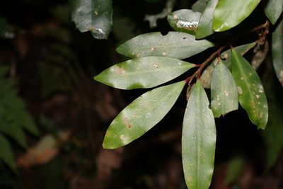 Ardisia bakeri, photographed by Greg Tasney