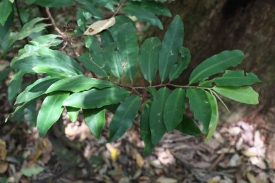 Ardisia bakeri, photographed by Greg Tasney