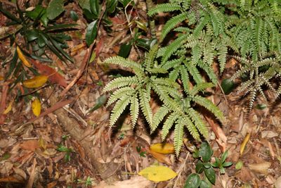 Adiantum silvaticum, photographed by Greg Tasney