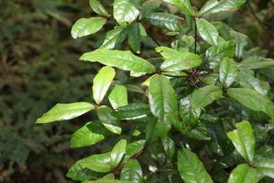Triunia youngiana, photographed by Greg Tasney