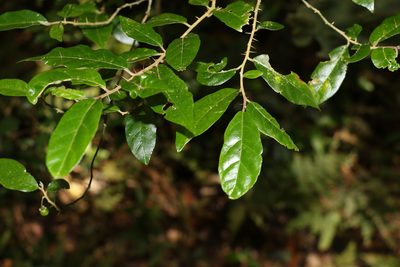 Solanum shirleyanum, photographed by Greg Tasney