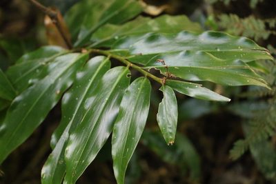 Alpinia arundelliana, photographed by Greg Tasney