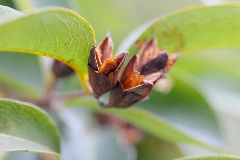 Cratoxylum cochinchinense, photographed by Agnes Trekker