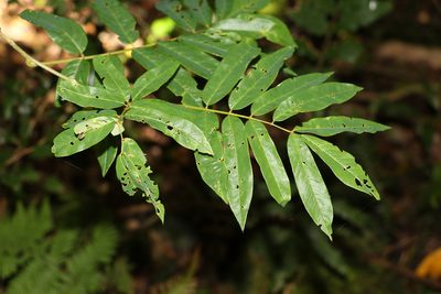 Austrosteenisia glabristyla, photographed by Greg Tasney