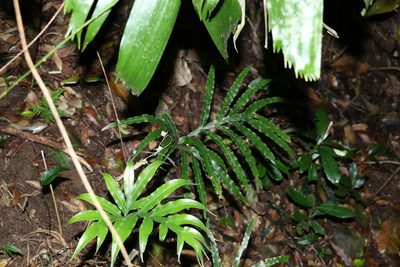 Pteris umbrosa, photographed by Greg Tasney