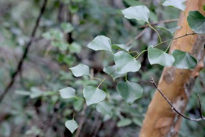 Diploclisia glaucescens, photographed by Agnes Trekker