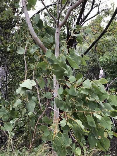 Eucalyptus platyphylla, photographed by elawrey