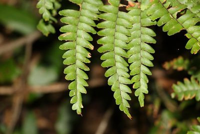 Adiantum silvaticum, photographed by Greg Tasney
