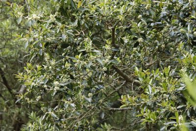 Ilex mitis, photographed by Tony Rebelo