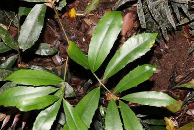Wilkiea austroqueenslandica, photographed by Greg Tasney