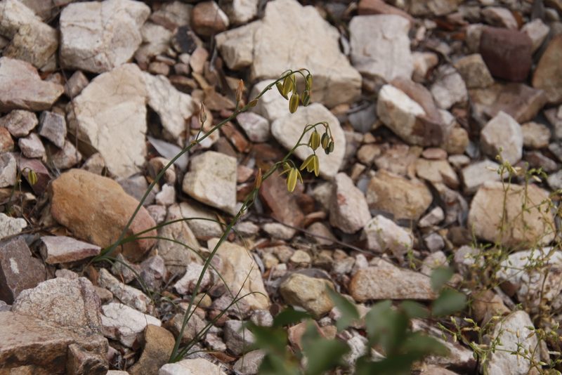 Cerastium capense, photographed by Tony Rebelo