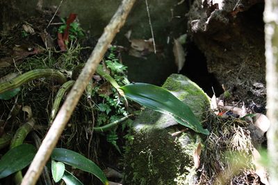 Dendrobium speciosum, photographed by Greg Tasney