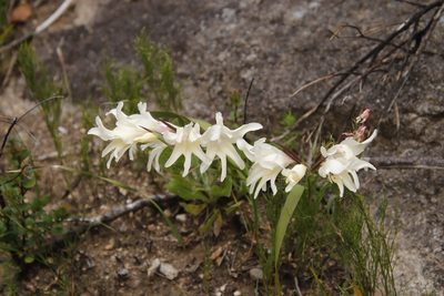 Gladiolus undulatus, photographed by Tony Rebelo