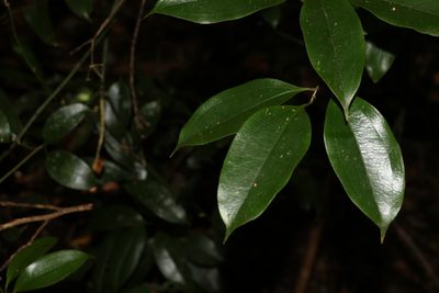 Ripogonum album, photographed by Greg Tasney