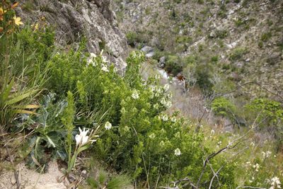Psoralea albidula, photographed by Tony Rebelo