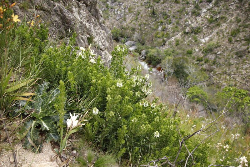 Psoralea tauschiana, photographed by Tony Rebelo