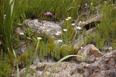 Osmitopsis afra, photographed by Tony Rebelo