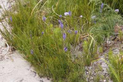 Micranthus plantagineus, photographed by Tony Rebelo