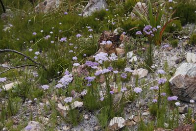 Pseudoselago spuria, photographed by Tony Rebelo