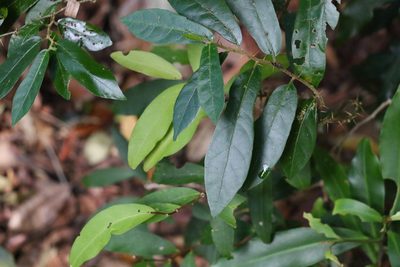 Solanum shirleyanum, photographed by Greg Tasney