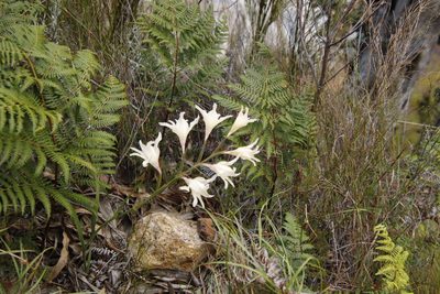 Gladiolus undulatus, photographed by Tony Rebelo
