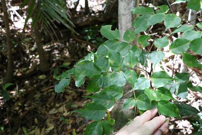 Archidendron grandiflorum, photographed by Greg Tasney