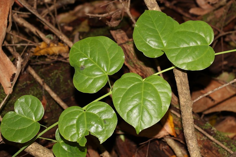 Streptothamnus moorei, photographed by Greg Tasney